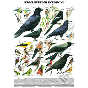 Plakát - Ptáci střední Evropy 6. díl (Pěvci 2) - Scientia